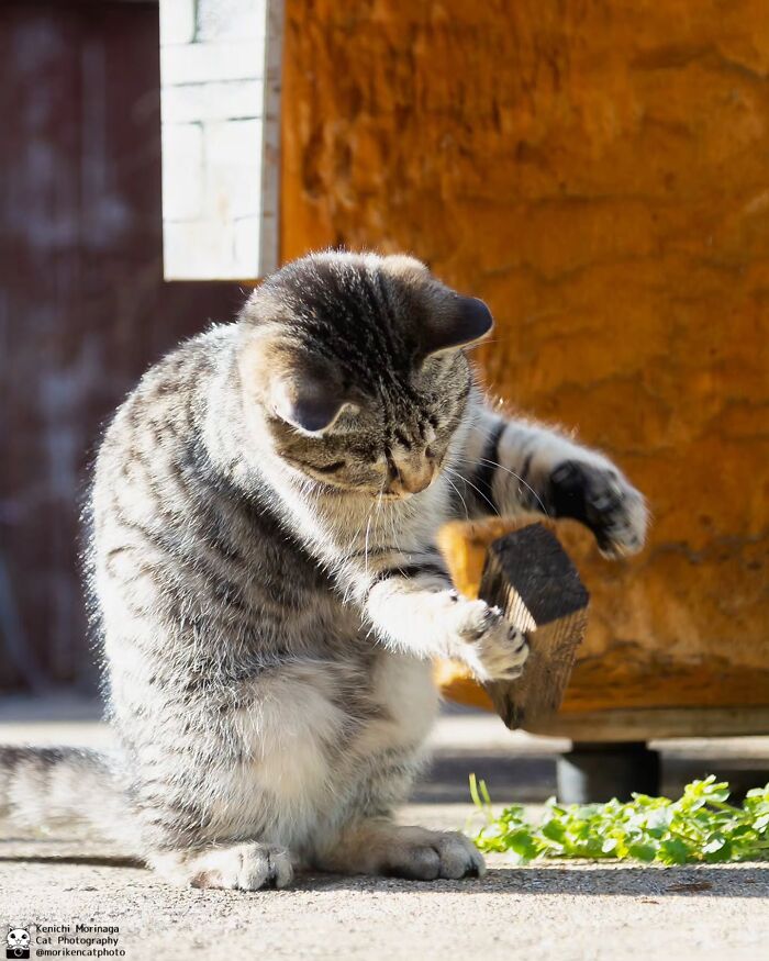 This Photographer Captured Exactly Why Cats Are So Endlessly Entertaining (50 New Pics)