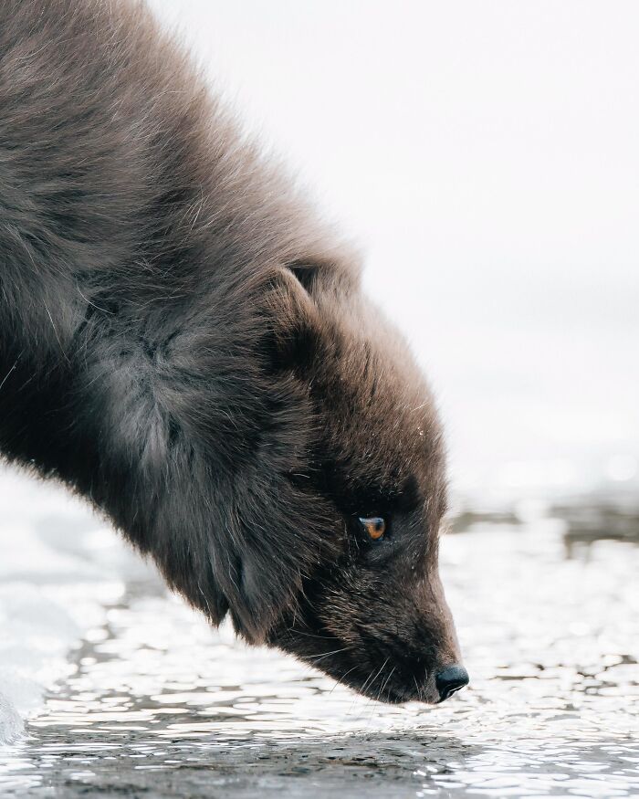 This Photographer Captures Iceland’s Domestic And Wild Animals In Their Natural Beauty (41 Pics)