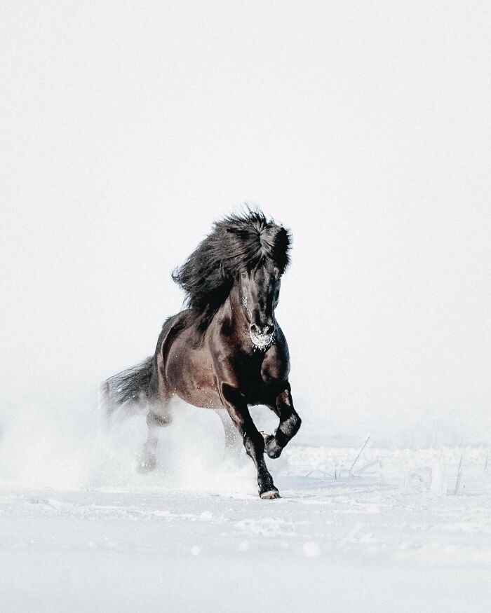This Photographer Captures Iceland’s Domestic And Wild Animals In Their Natural Beauty (41 Pics)
