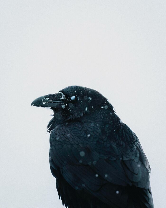 This Photographer Captures Iceland’s Domestic And Wild Animals In Their Natural Beauty (41 Pics)