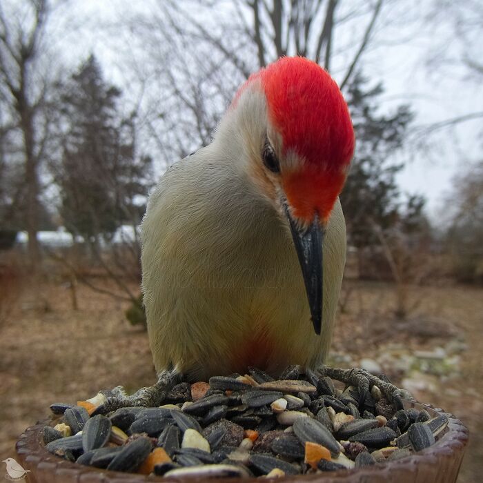 This Photographer’s Backyard Bird Camera Turns Tiny Visitors Into Hilarious Little Celebrities (30 New Pics)- Interview