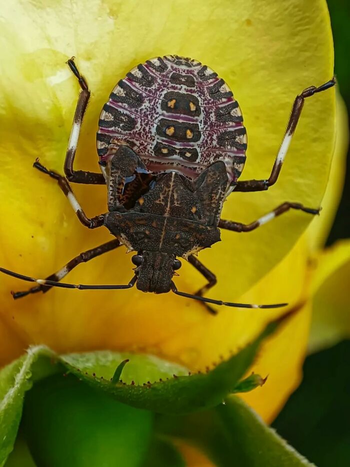 55 Fascinating Macro Photos Shared By This Page That Reveal Tiny Worlds Up Close
