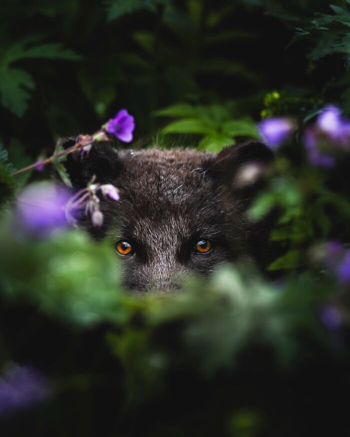 This Photographer Captures Iceland’s Domestic And Wild Animals In Their Natural Beauty (41 Pics)