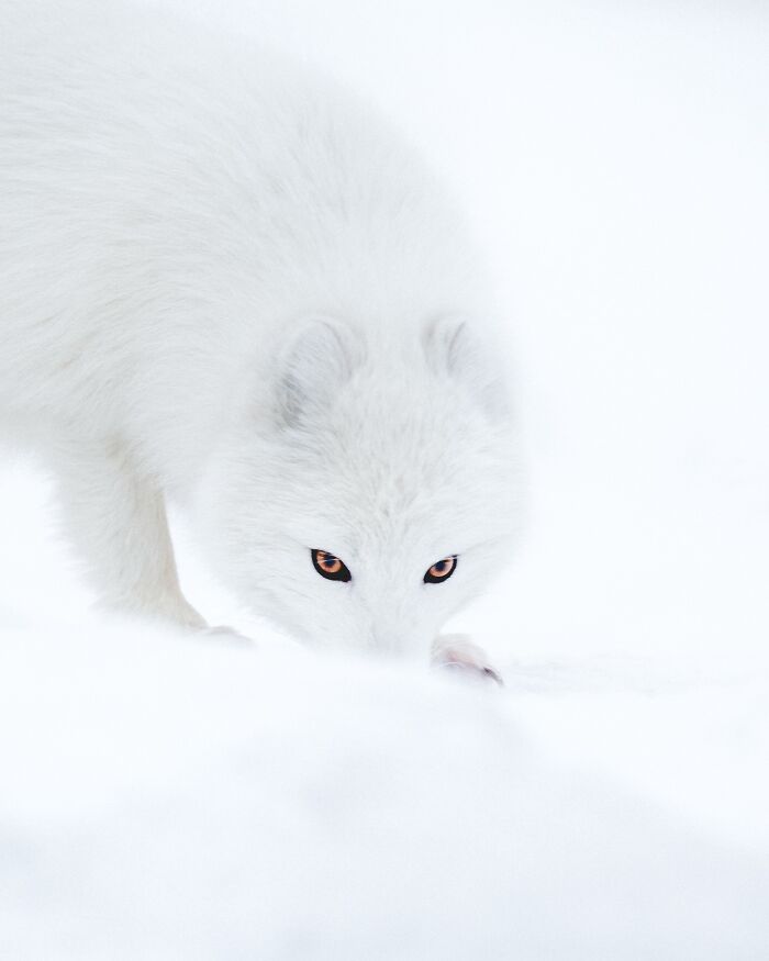 This Photographer Captures Iceland’s Domestic And Wild Animals In Their Natural Beauty (41 Pics)