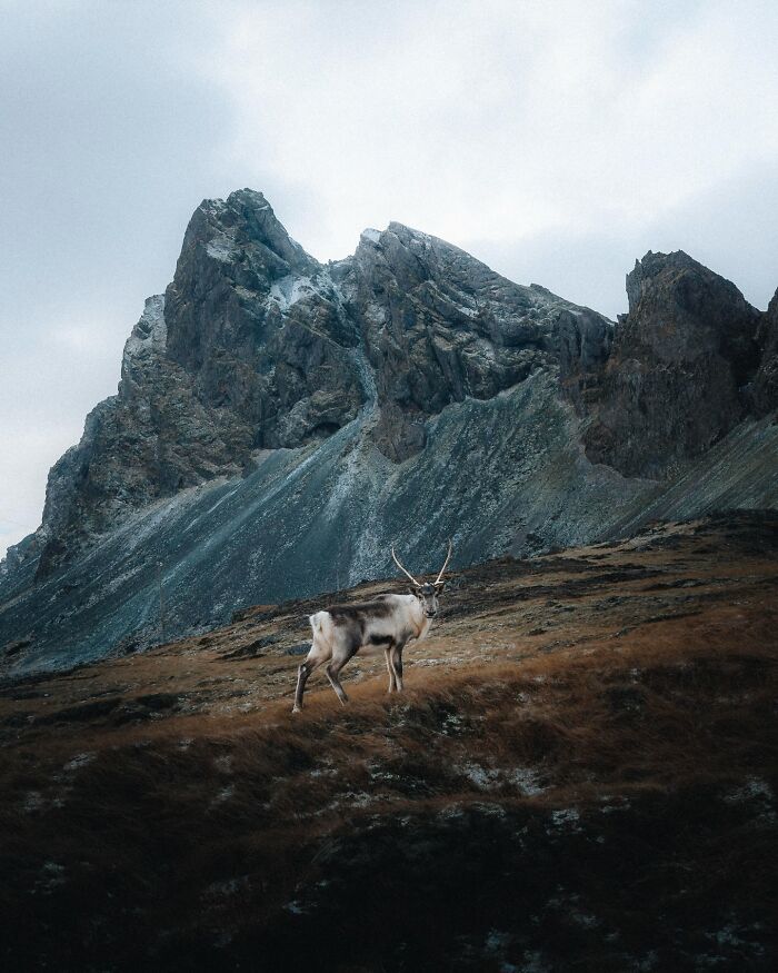 This Photographer Captures Iceland’s Domestic And Wild Animals In Their Natural Beauty (41 Pics)