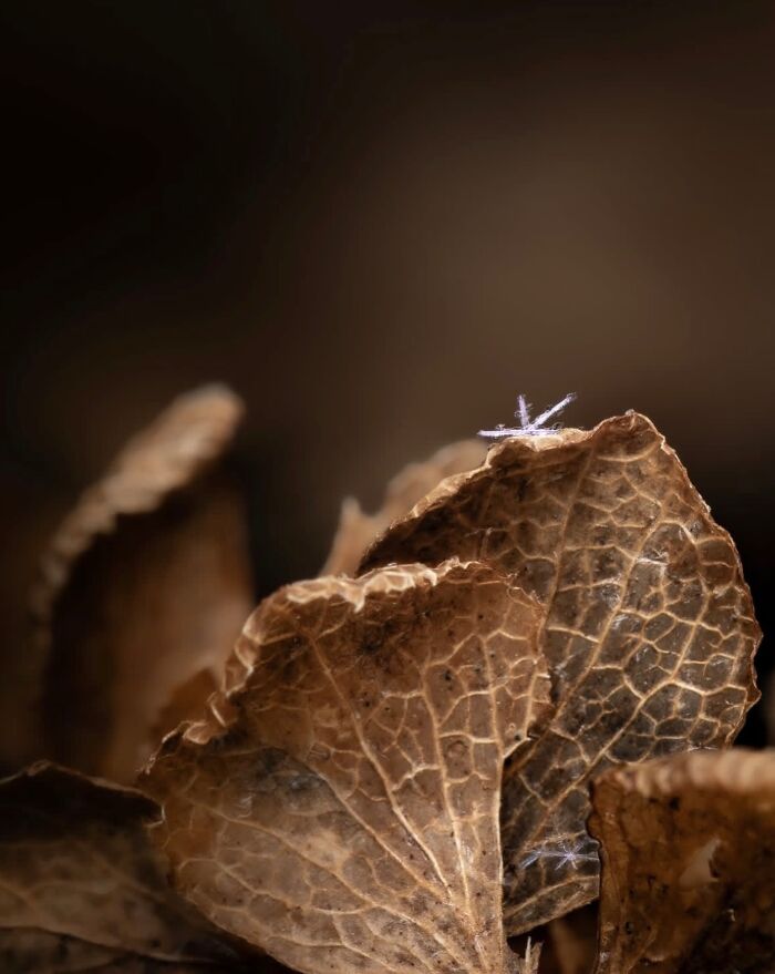 55 Fascinating Macro Photos Shared By This Page That Reveal Tiny Worlds Up Close