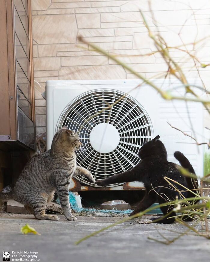 This Photographer Captured Exactly Why Cats Are So Endlessly Entertaining (50 New Pics)