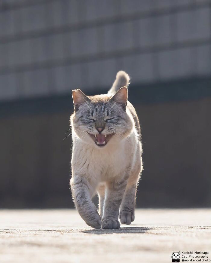 This Photographer Captured Exactly Why Cats Are So Endlessly Entertaining (50 New Pics)