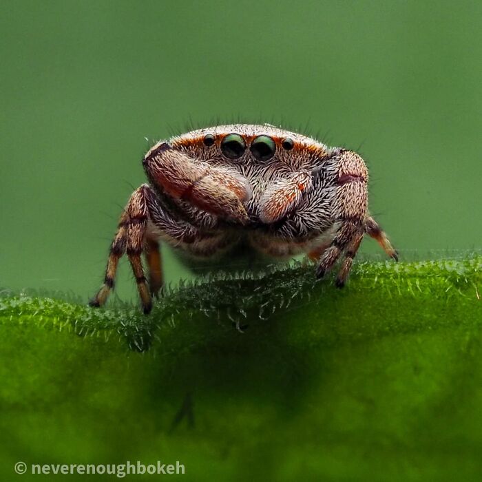 55 Fascinating Macro Photos Shared By This Page That Reveal Tiny Worlds Up Close