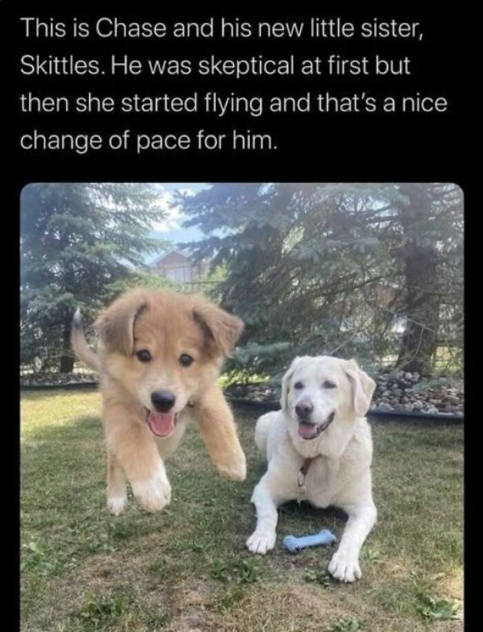 Wholesome-Memes-Memeuplift