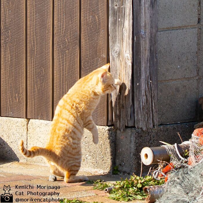This Photographer Captured Exactly Why Cats Are So Endlessly Entertaining (50 New Pics)