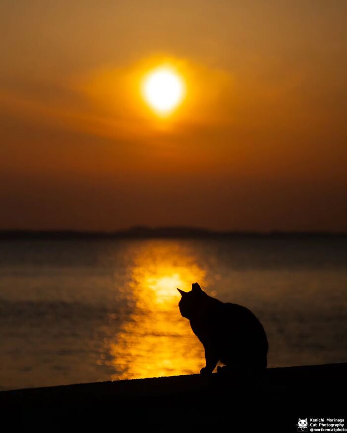 This Photographer Captured Exactly Why Cats Are So Endlessly Entertaining (50 New Pics)