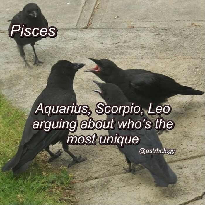 Funny astrology meme: four crows depicting Zodiac signs Pisces, Aquarius, Scorpio, and Leo arguing. Relatable content.