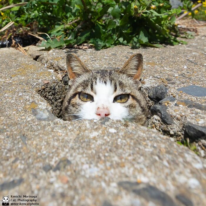 This Photographer Captured Exactly Why Cats Are So Endlessly Entertaining (50 New Pics)