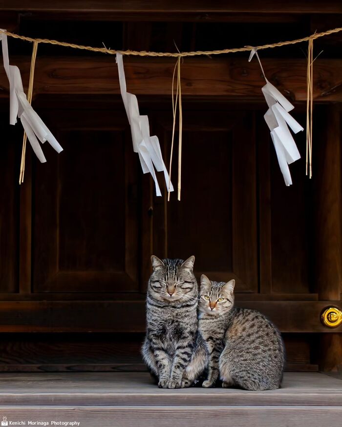 This Photographer Captured Exactly Why Cats Are So Endlessly Entertaining (50 New Pics)