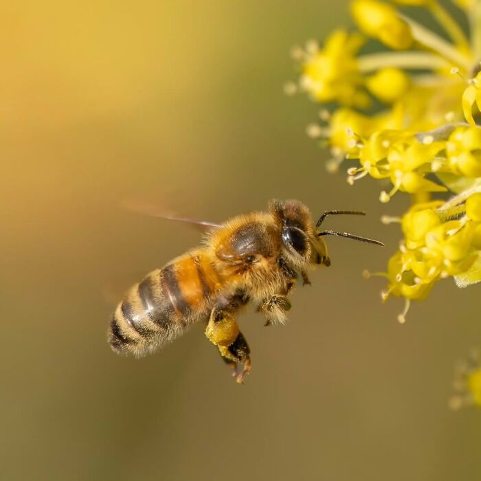55 Fascinating Macro Photos Shared By This Page That Reveal Tiny Worlds Up Close