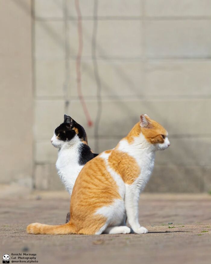 This Photographer Captured Exactly Why Cats Are So Endlessly Entertaining (50 New Pics)