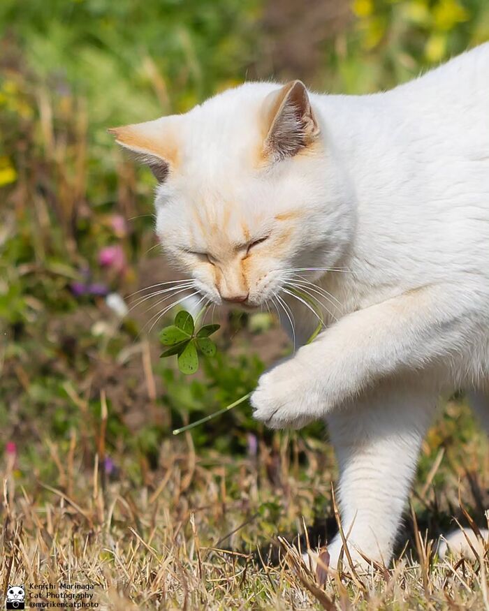This Photographer Captured Exactly Why Cats Are So Endlessly Entertaining (50 New Pics)