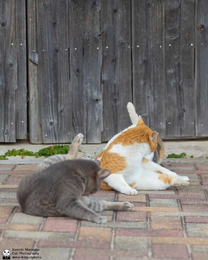 This Photographer Captured Exactly Why Cats Are So Endlessly Entertaining (50 New Pics)