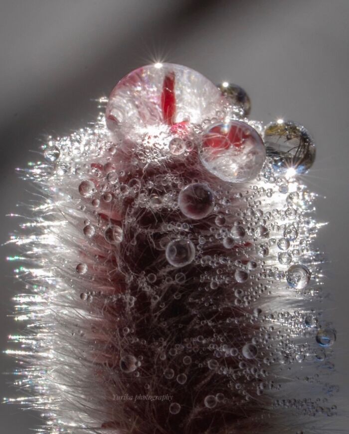 55 Fascinating Macro Photos Shared By This Page That Reveal Tiny Worlds Up Close