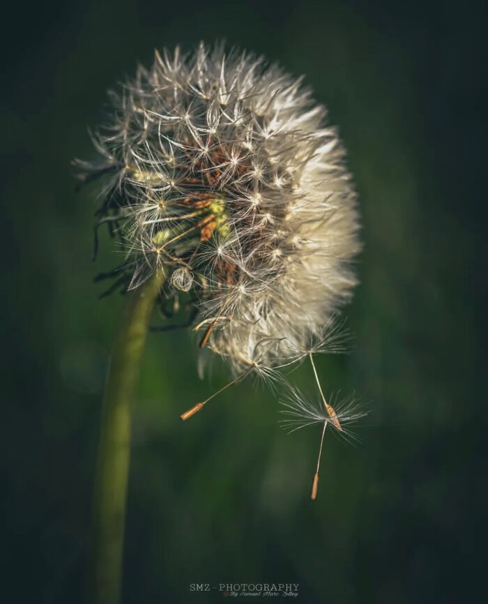 55 Fascinating Macro Photos Shared By This Page That Reveal Tiny Worlds Up Close