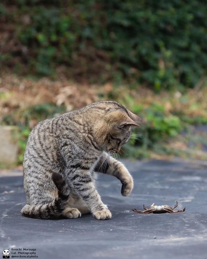 This Photographer Captured Exactly Why Cats Are So Endlessly Entertaining (50 New Pics)