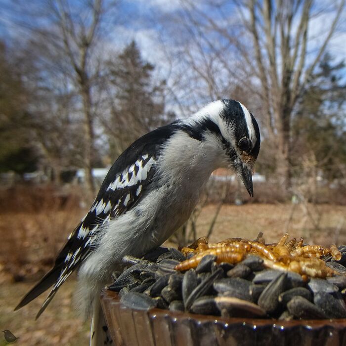 This Photographer’s Backyard Bird Camera Turns Tiny Visitors Into Hilarious Little Celebrities (30 New Pics)- Interview
