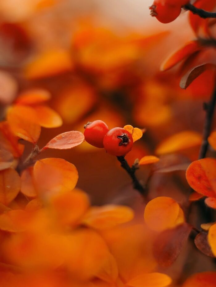 55 Fascinating Macro Photos Shared By This Page That Reveal Tiny Worlds Up Close