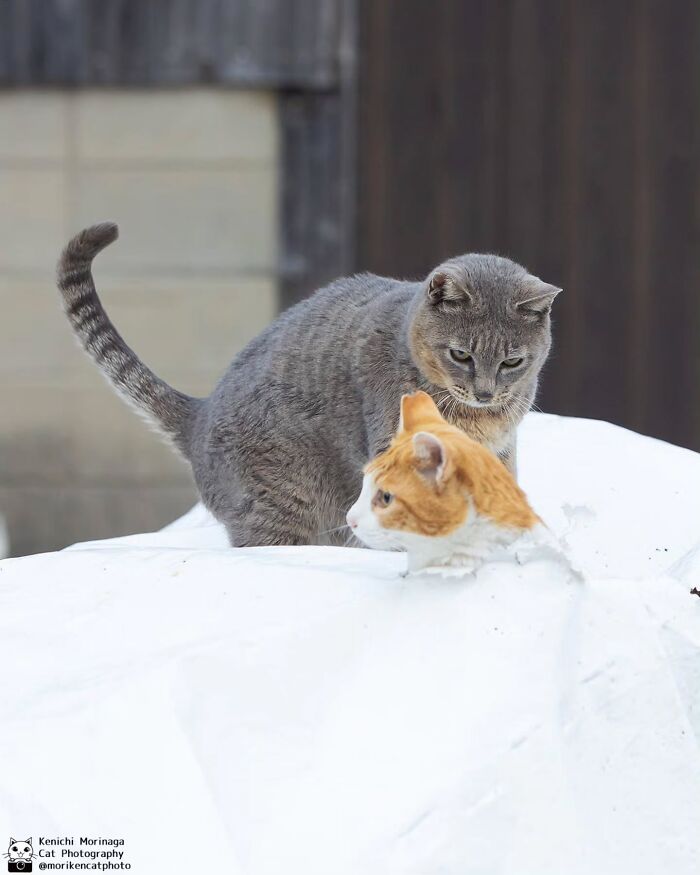 This Photographer Captured Exactly Why Cats Are So Endlessly Entertaining (50 New Pics)