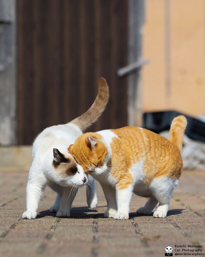 This Photographer Captured Exactly Why Cats Are So Endlessly Entertaining (50 New Pics)