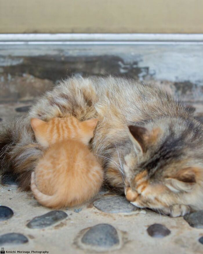 This Photographer Captured Exactly Why Cats Are So Endlessly Entertaining (50 New Pics)