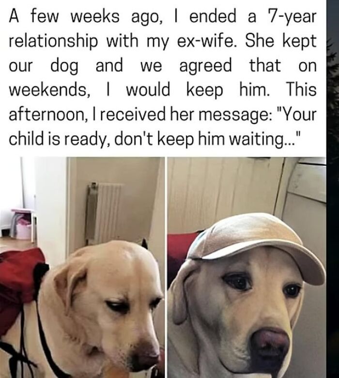 Message from ex-wife about weekend dog custody, dog wearing a hat