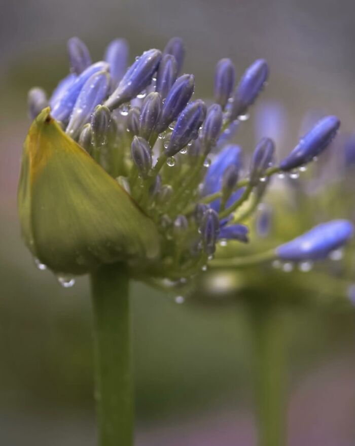 55 Fascinating Macro Photos Shared By This Page That Reveal Tiny Worlds Up Close