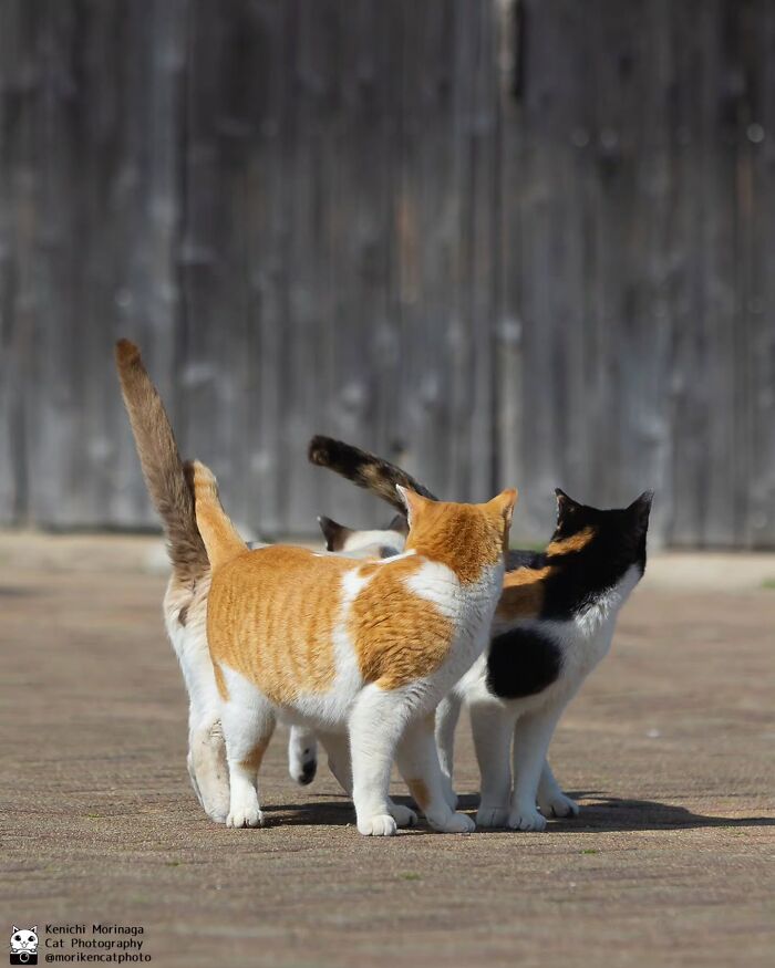 This Photographer Captured Exactly Why Cats Are So Endlessly Entertaining (50 New Pics)