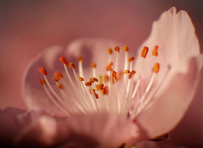 55 Fascinating Macro Photos Shared By This Page That Reveal Tiny Worlds Up Close