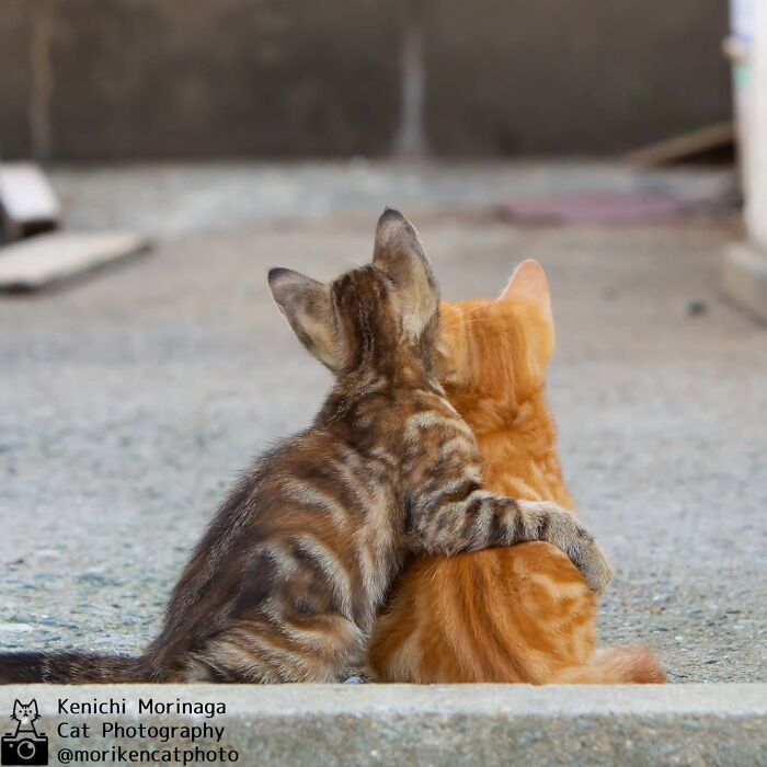 This Photographer Captured Exactly Why Cats Are So Endlessly Entertaining (50 New Pics)