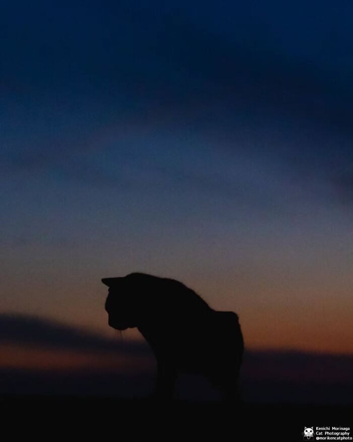 This Photographer Captured Exactly Why Cats Are So Endlessly Entertaining (50 New Pics)