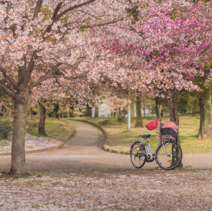 42 Stunning Photos Of Japan’s Landscapes And Colorful Seasons By Daniel Kordan