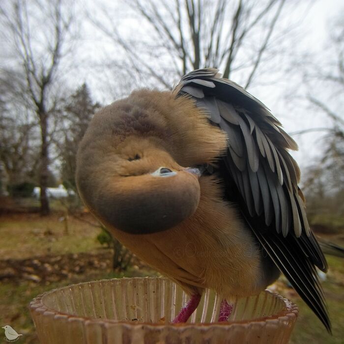 This Photographer’s Backyard Bird Camera Turns Tiny Visitors Into Hilarious Little Celebrities (30 New Pics)- Interview