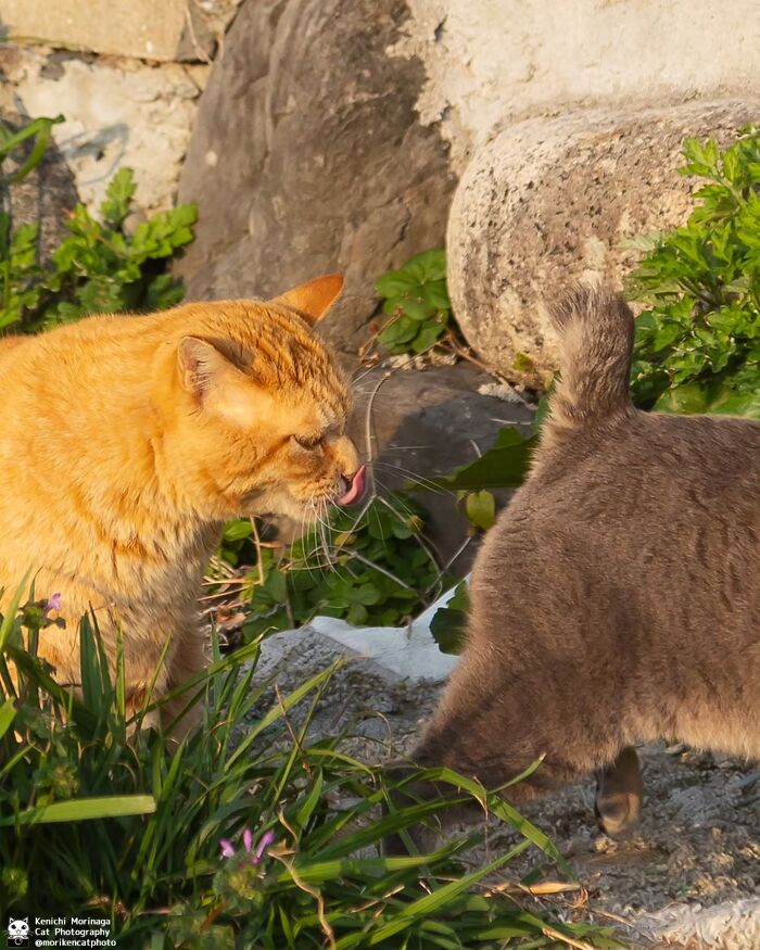 This Photographer Captured Exactly Why Cats Are So Endlessly Entertaining (50 New Pics)