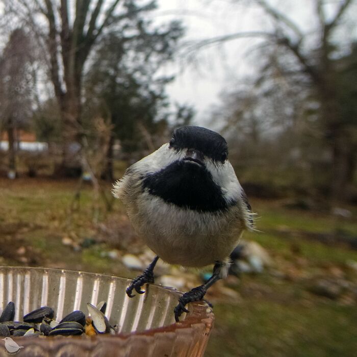 This Photographer’s Backyard Bird Camera Turns Tiny Visitors Into Hilarious Little Celebrities (30 New Pics)- Interview