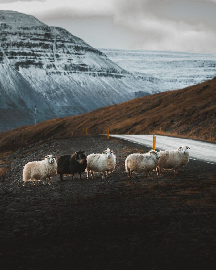 This Photographer Captures Iceland’s Domestic And Wild Animals In Their Natural Beauty (41 Pics)