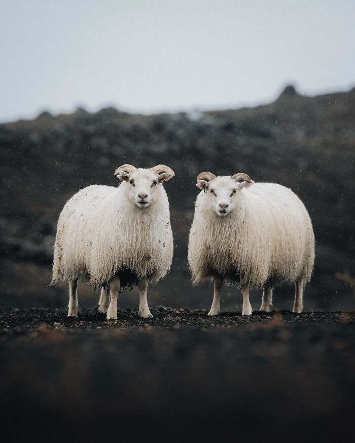 This Photographer Captures Iceland’s Domestic And Wild Animals In Their Natural Beauty (41 Pics)