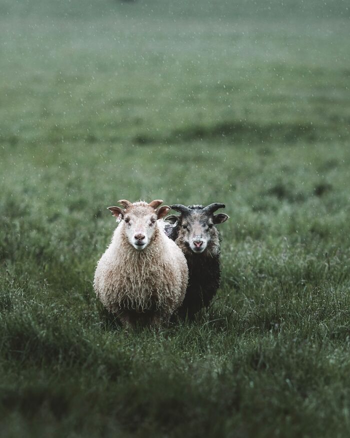 This Photographer Captures Iceland’s Domestic And Wild Animals In Their Natural Beauty (41 Pics)