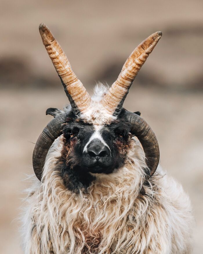This Photographer Captures Iceland’s Domestic And Wild Animals In Their Natural Beauty (41 Pics)