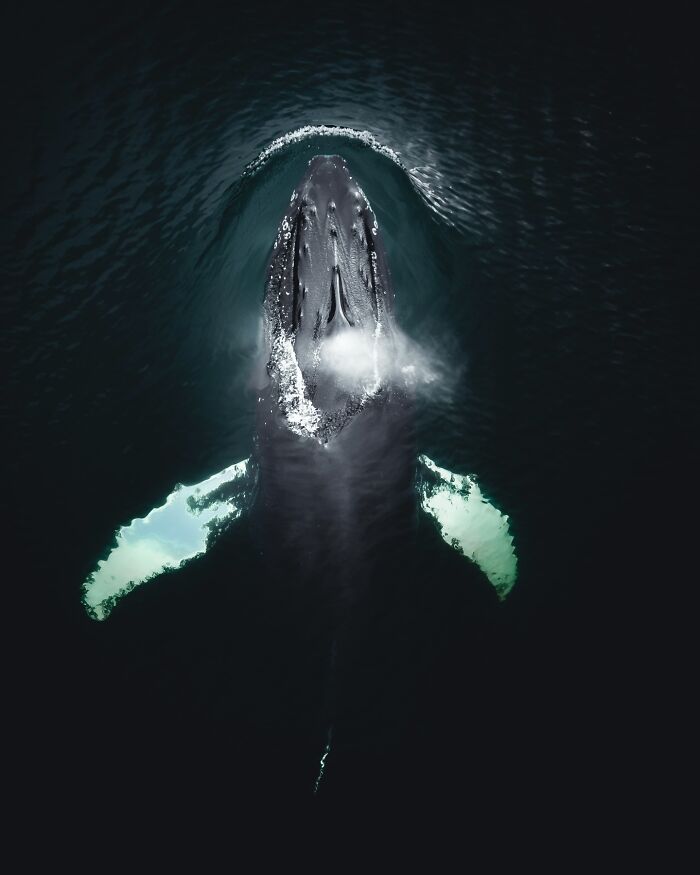 This Photographer Captures Iceland’s Domestic And Wild Animals In Their Natural Beauty (41 Pics)