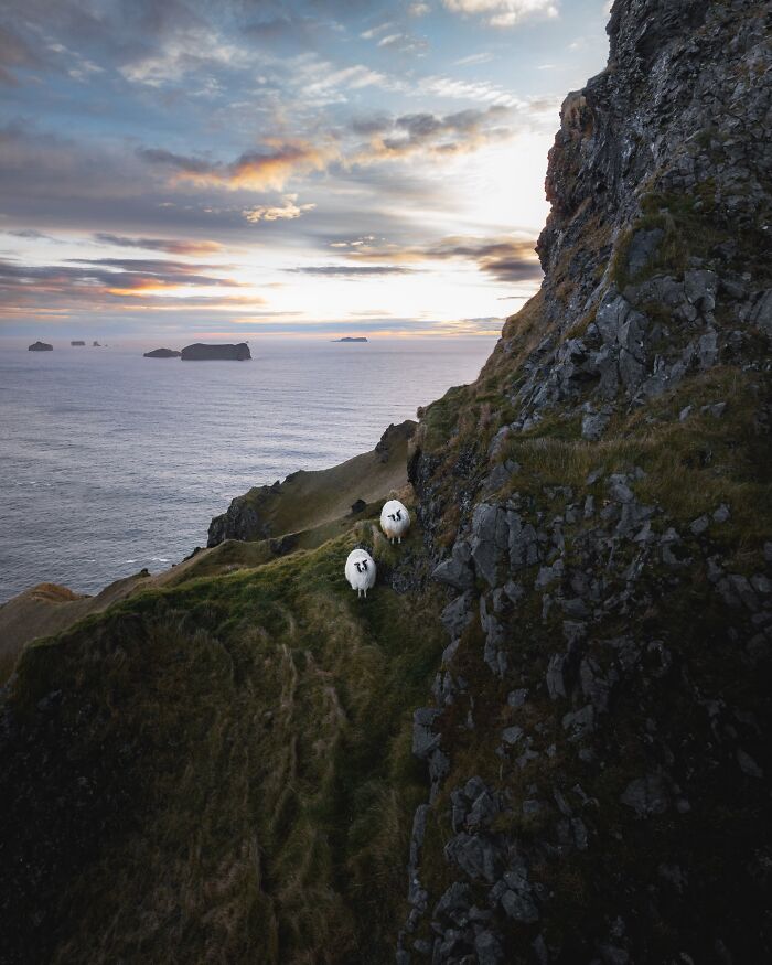 This Photographer Captures Iceland’s Domestic And Wild Animals In Their Natural Beauty (41 Pics)