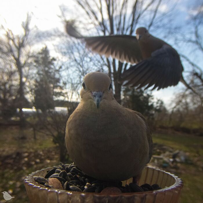This Photographer’s Backyard Bird Camera Turns Tiny Visitors Into Hilarious Little Celebrities (30 New Pics)- Interview