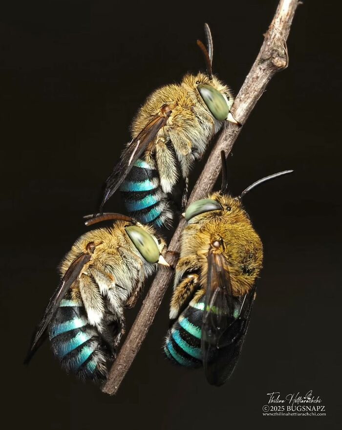 55 Fascinating Macro Photos Shared By This Page That Reveal Tiny Worlds Up Close