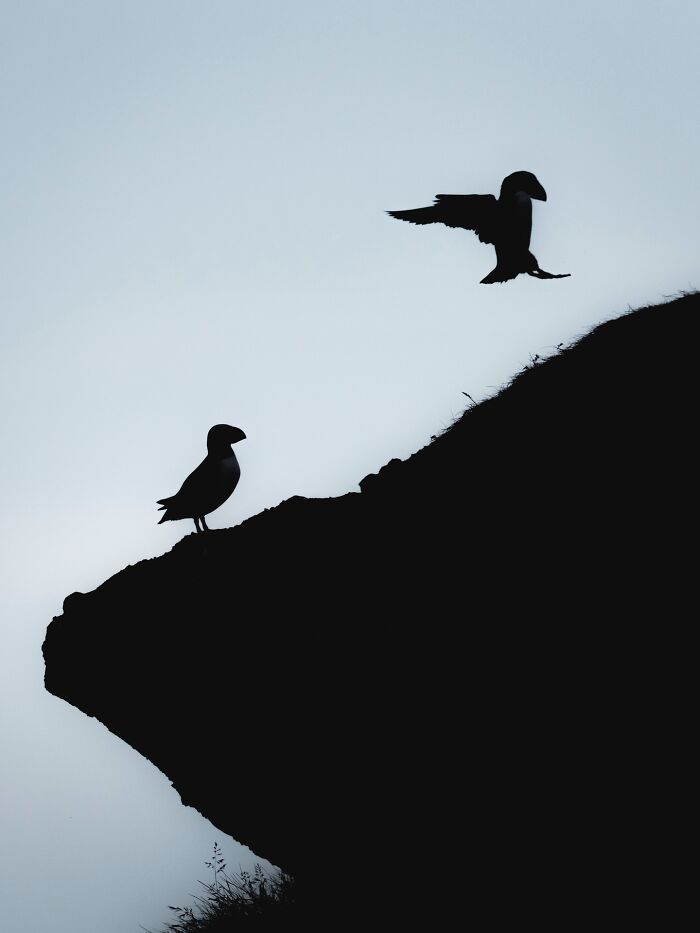 This Photographer Captures Iceland’s Domestic And Wild Animals In Their Natural Beauty (41 Pics)
